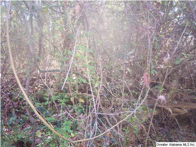 Bear Creek Circle Oneonta, AL 35121 - Photo 3 of 4