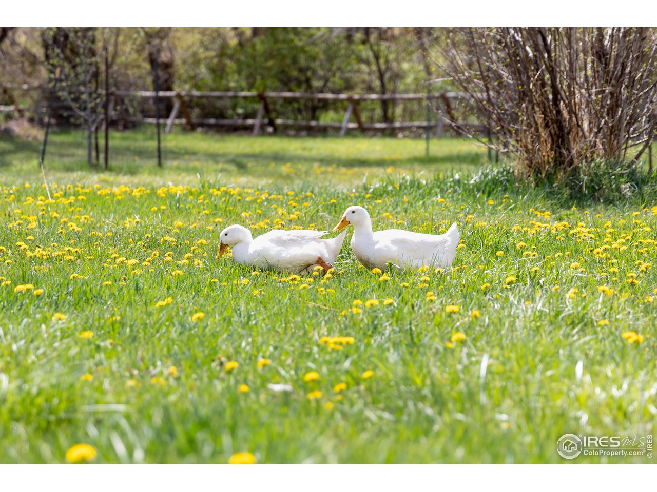 354 Apple Valley Road Lyons, CO 80540 - Photo 30 of 40 a view of a golf course with a fountain