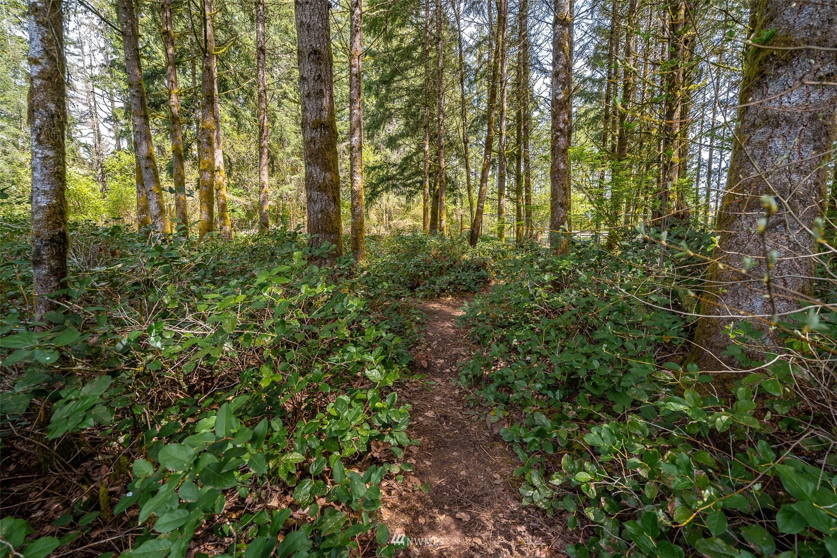 101-04 Hawkins Road Winlock, WA 98596 - Photo 17 of 40 a view of forest