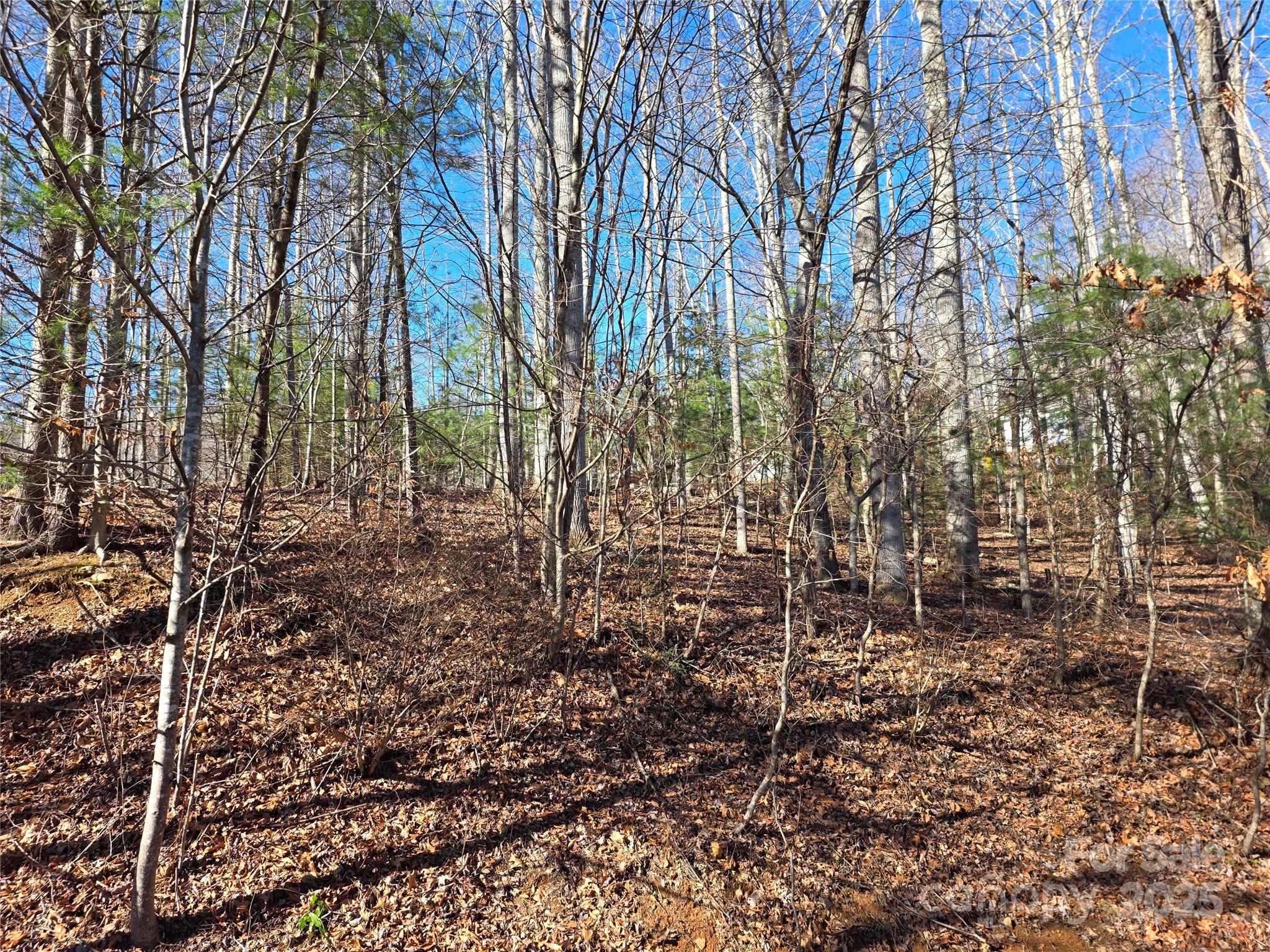 536 Hickory Springs Road Burnsville, NC 28714 - Photo 24 of 26 a view of a yard with large trees