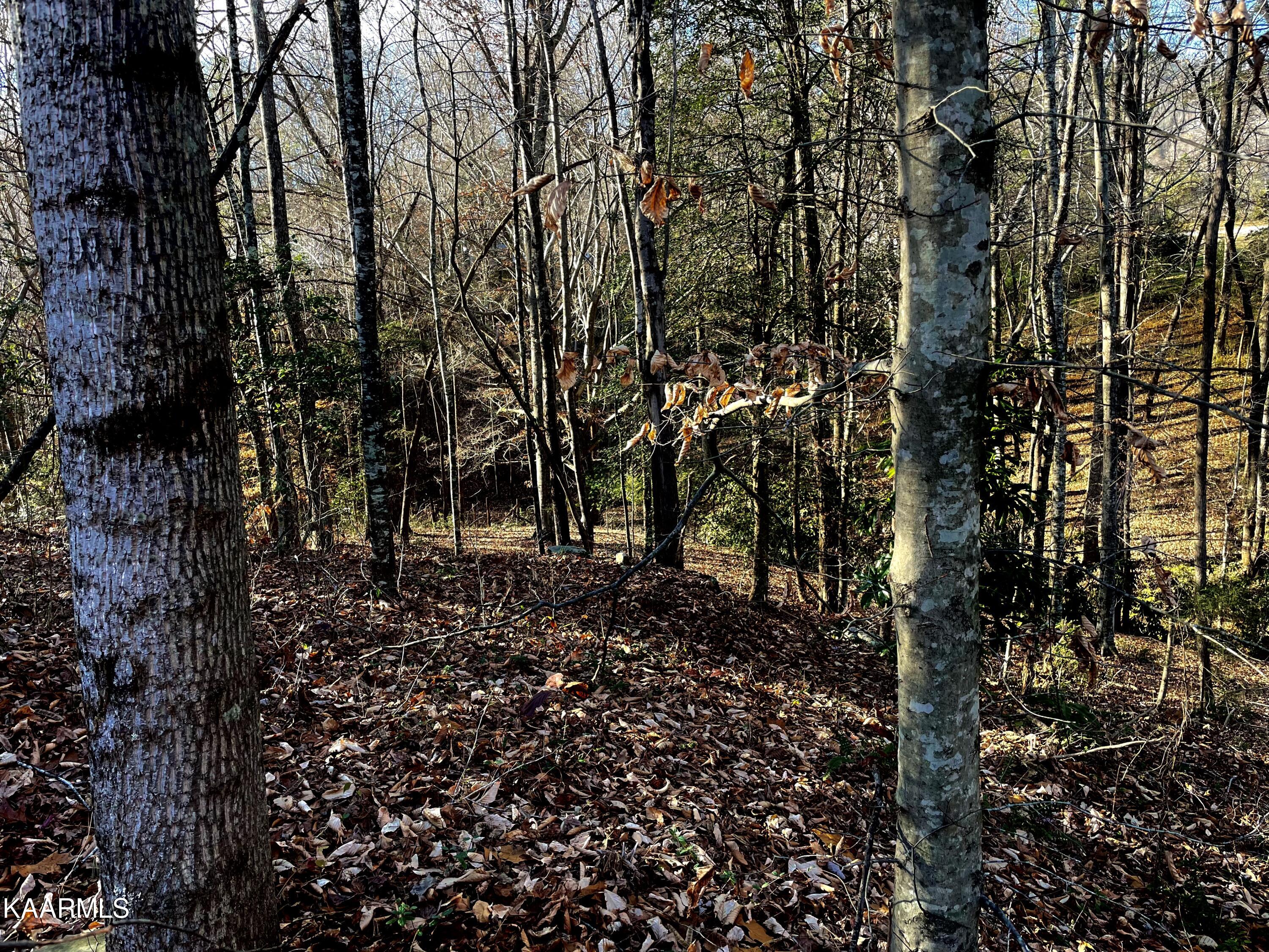 Ec Noe Road Oliver Springs, TN 37840 - Photo 13 of 18 5FA7BBC5-D683-4BE2-AB26-082B94725D8D