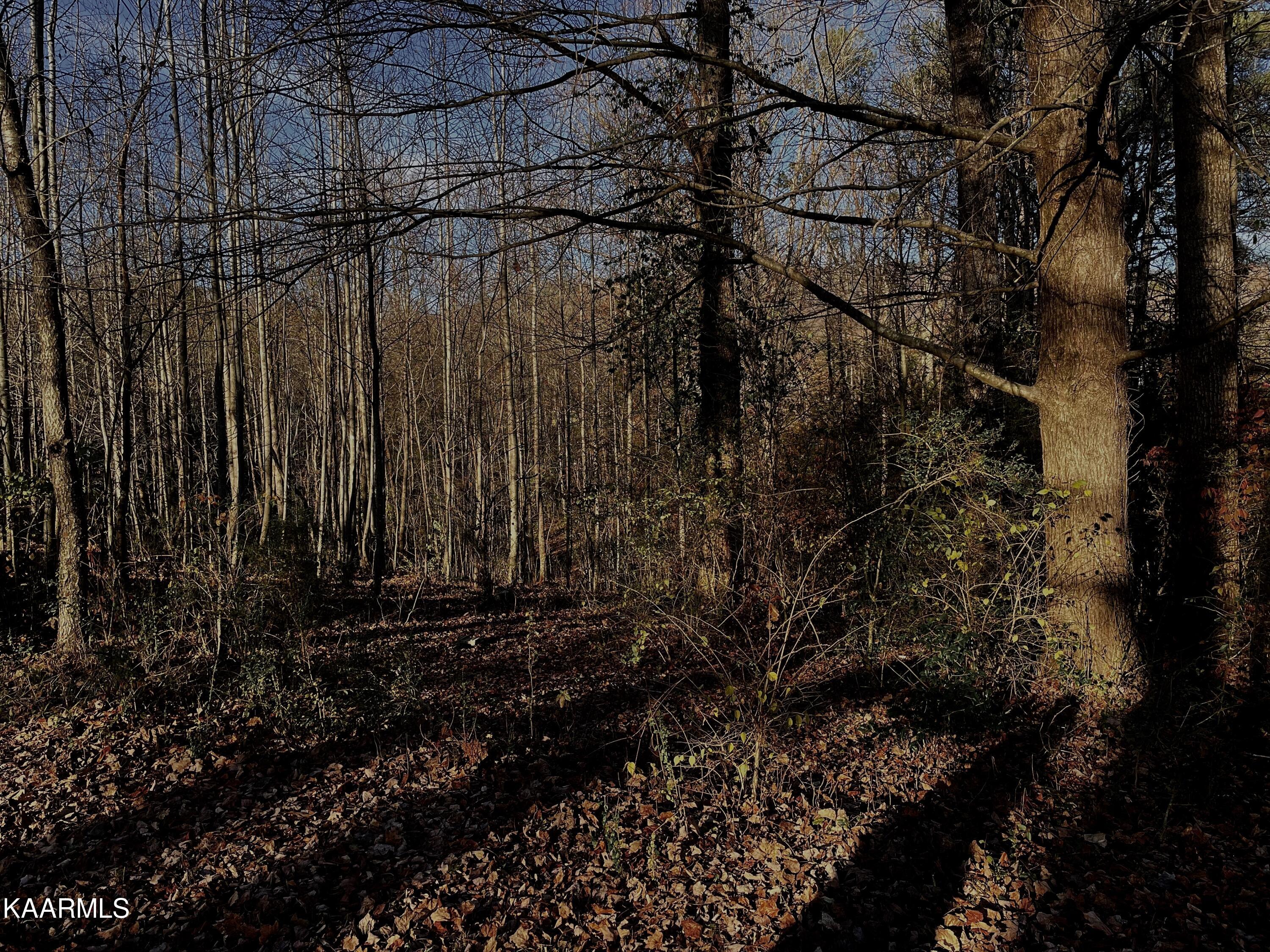 Ec Noe Road Oliver Springs, TN 37840 - Photo 8 of 18 CBFF71E2-85DF-4E8C-BC5B-089D9B26EB1C