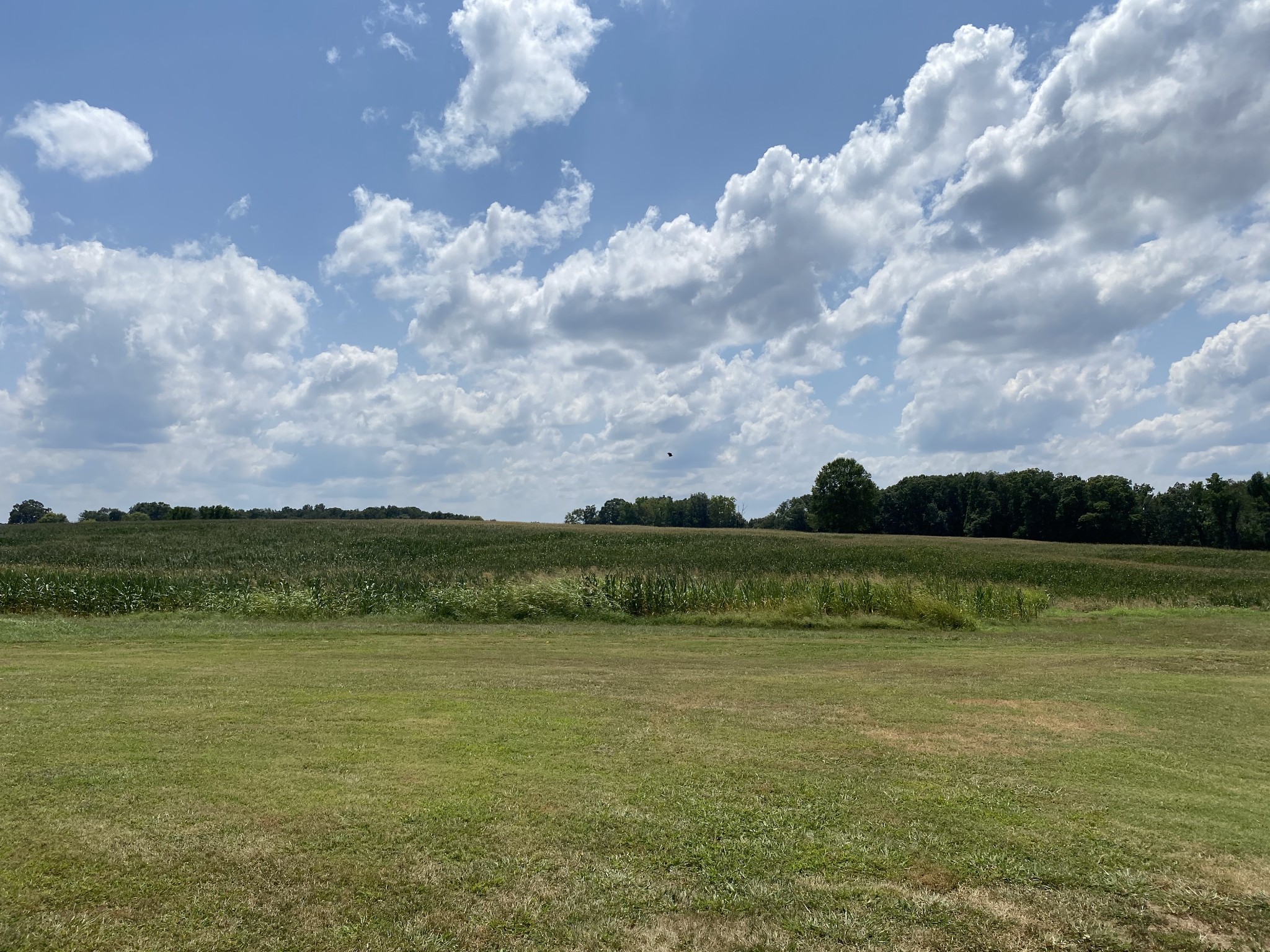 75 Glendale Road Loretto, TN 38469 - Photo 45 of 50