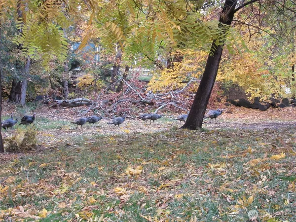 a view of a tree in the forest