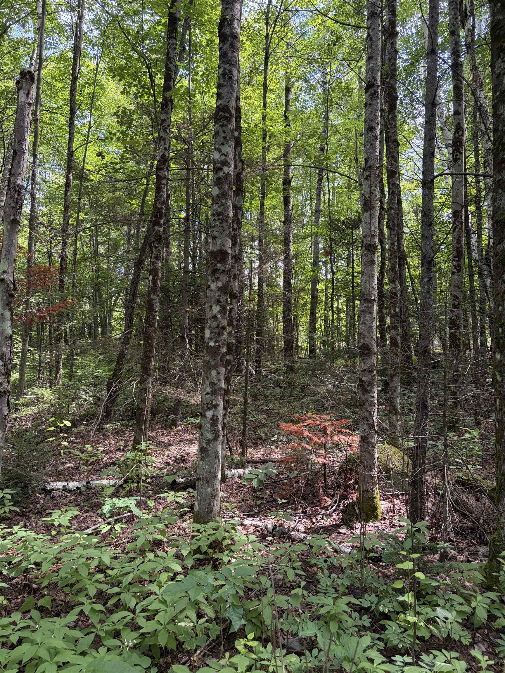 0 Osgood Farm Road Littleton, NH 03561 - Photo 35 of 58 Gallery Image 35