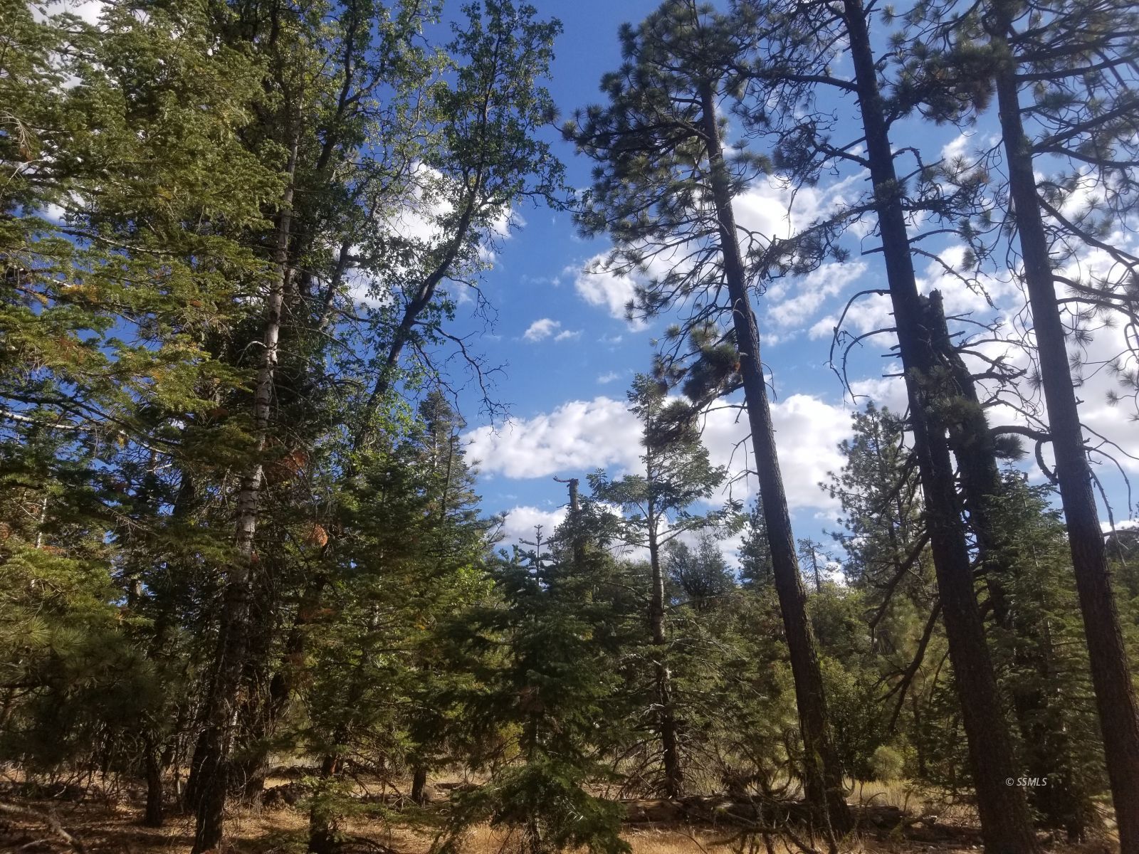 Piute Pines Caliente, CA 93518 - Photo 11 of 26