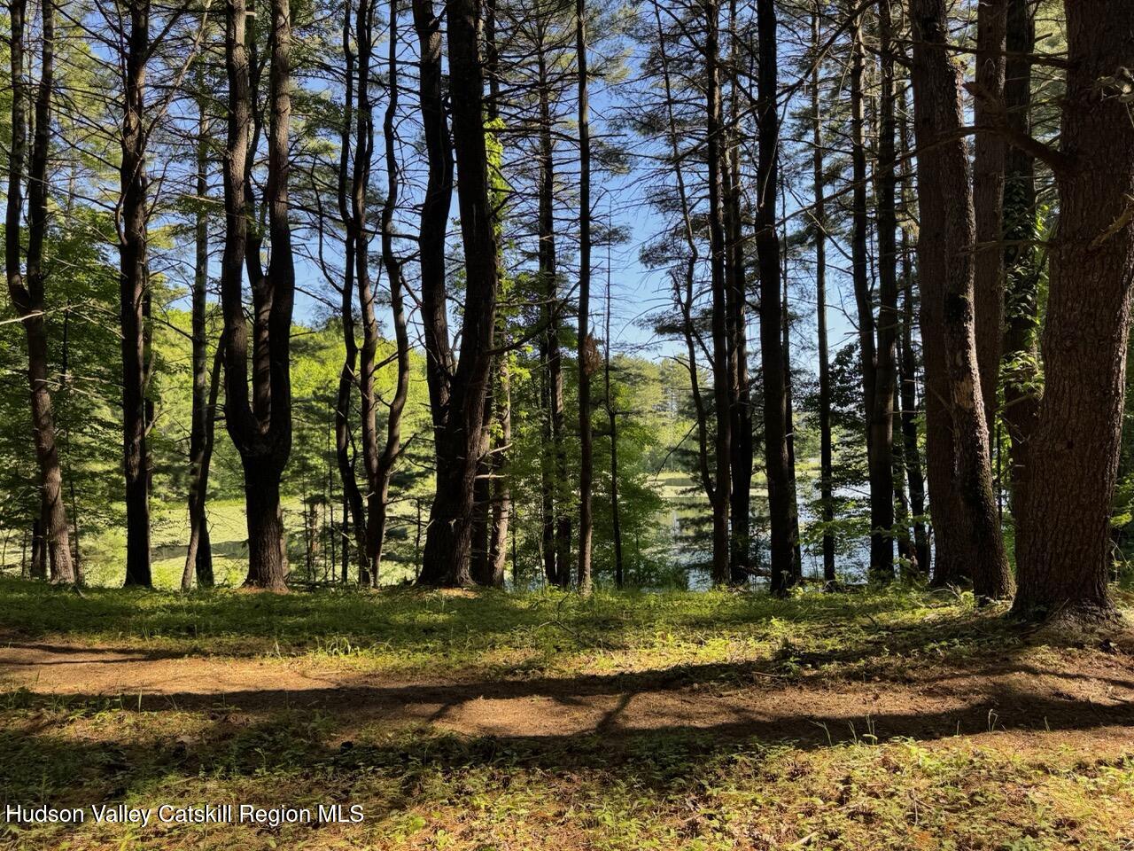 177 Webber Road Earlton, NY 12058 - Photo 6 of 50 a view of a yard with trees
