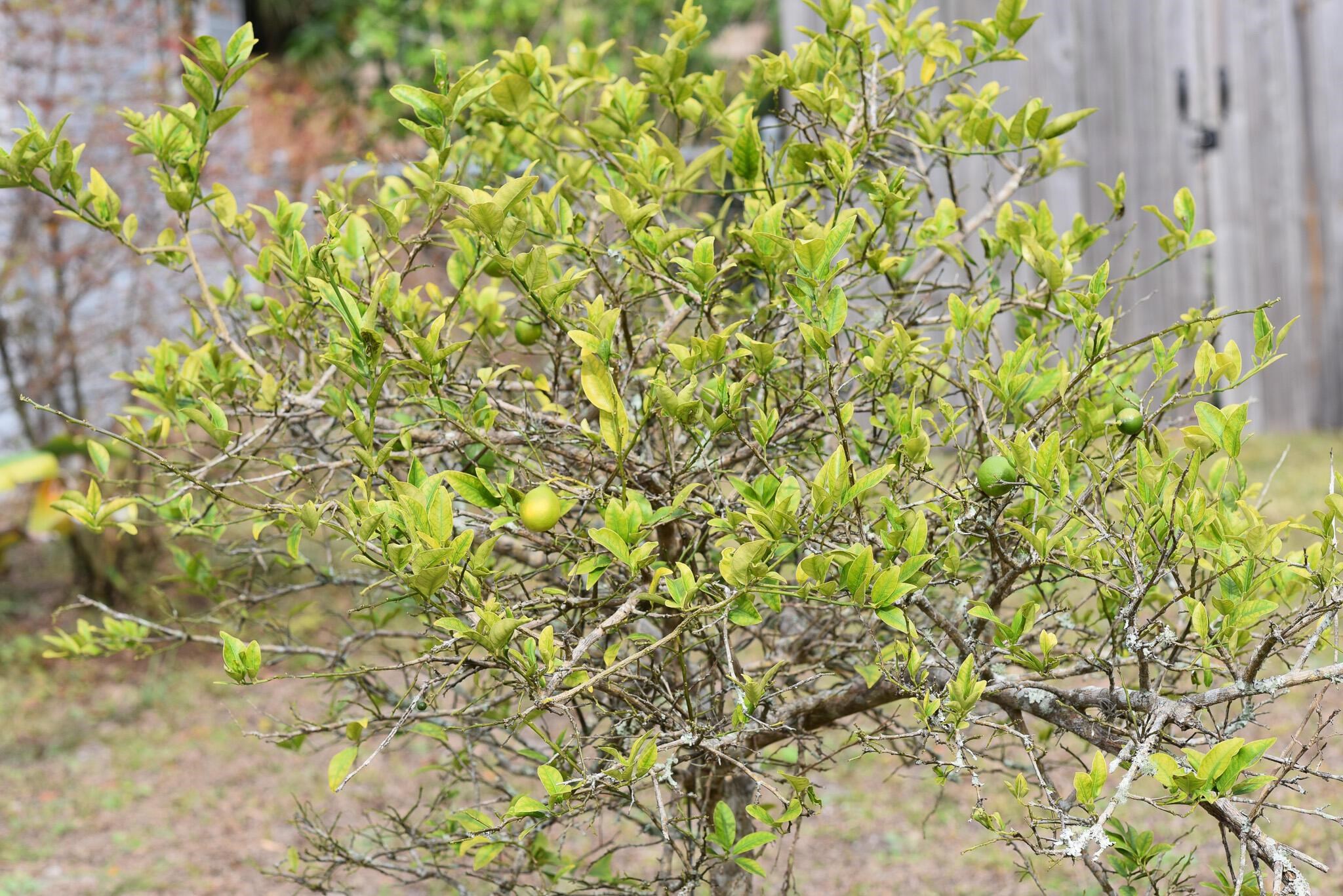 497 Pyrus Street St. Augustine, FL 32080 - Photo 33 of 36 a view of a tree with a plant in front of it