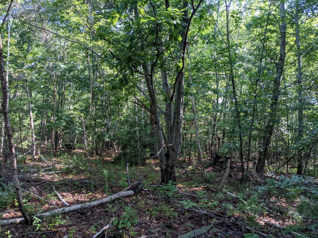 0 Forest Haven Boothbay, ME 04537 - Photo 7 of 7 7.