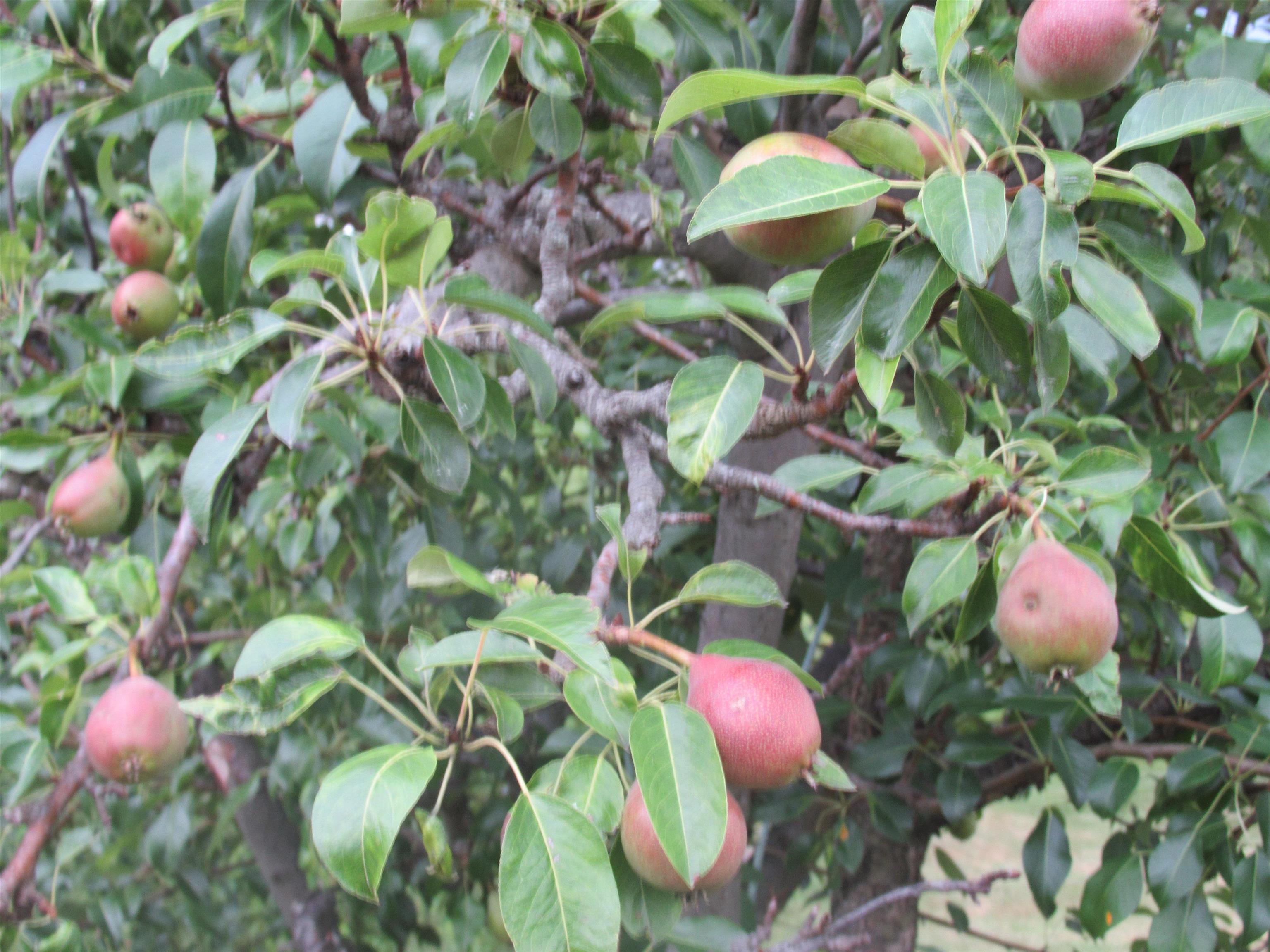 20 Kilrea Road Derry, NH 03038 - Photo 23 of 29