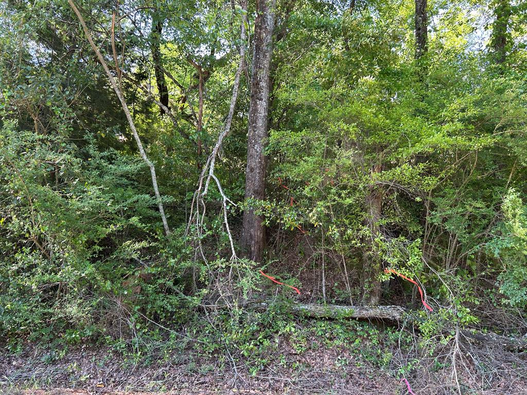 Lot 6-3 -ac Cty Road Newville, AL 36353 - Photo 9 of 24