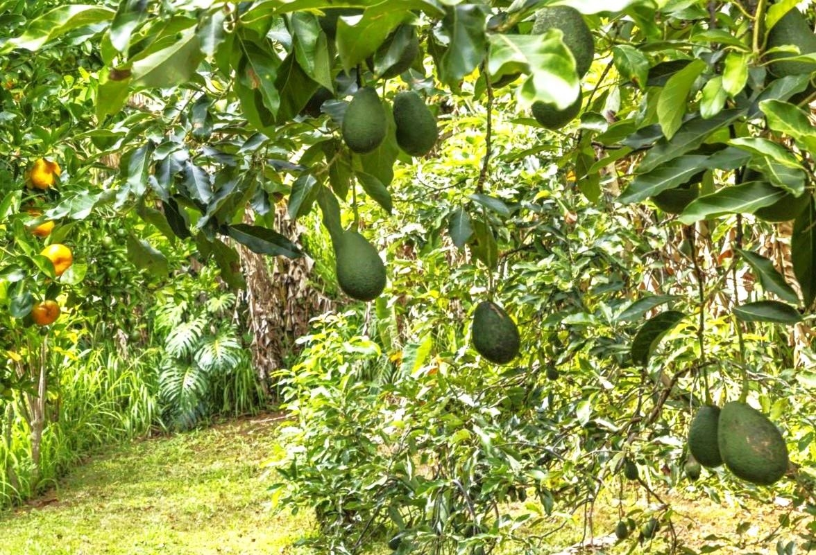 105 East Kuiaha Road Haiku, HI 96708 - Photo 11 of 49