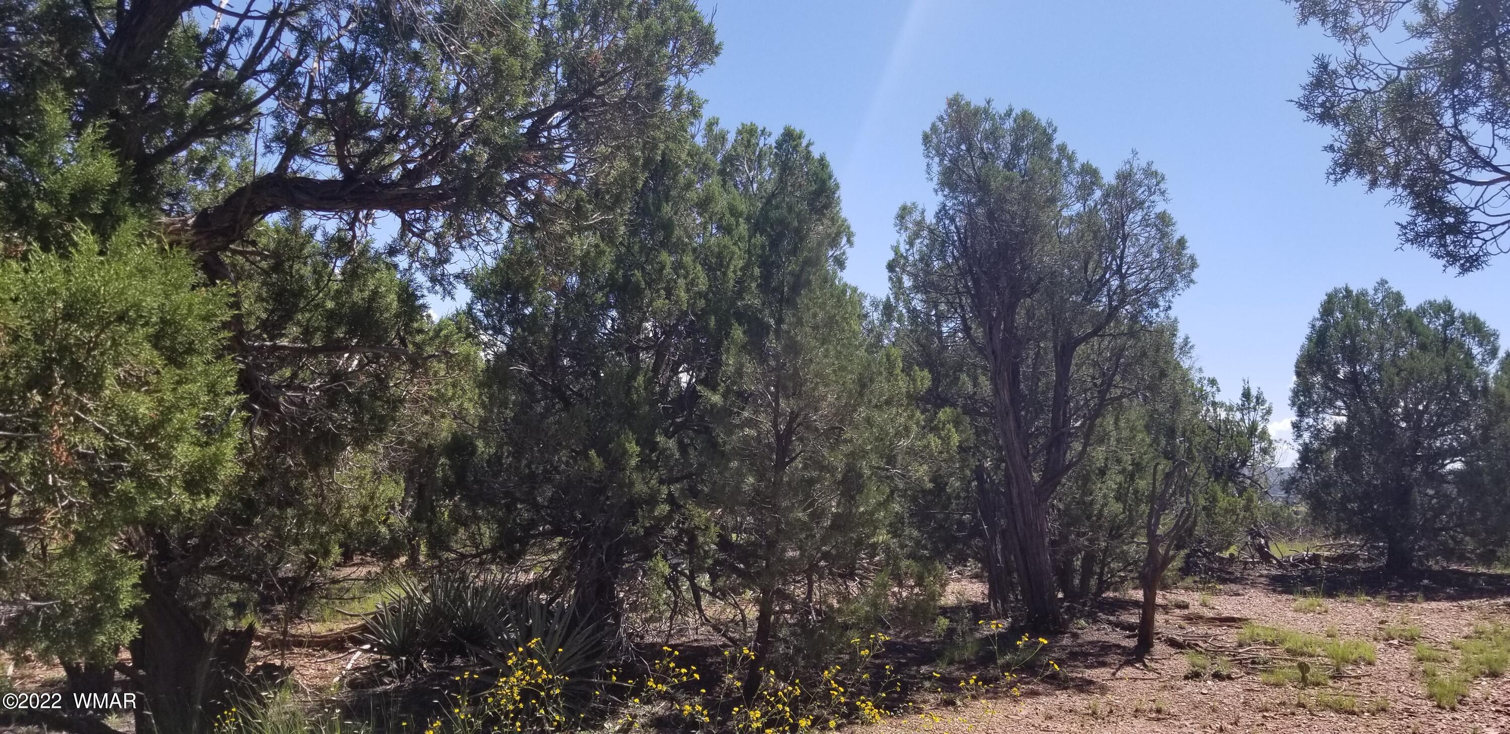 4953 Cemetery Road Clay Springs, AZ 85923 - Photo 16 of 19
