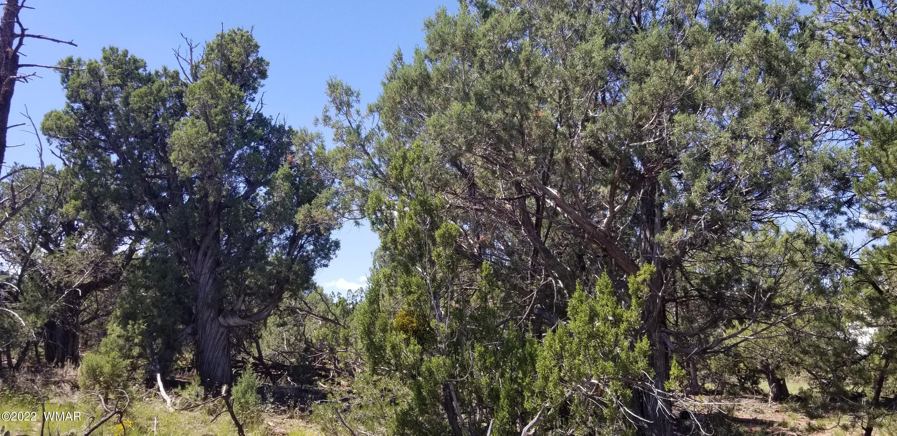4953 Cemetery Road Clay Springs, AZ 85923 - Photo 18 of 19