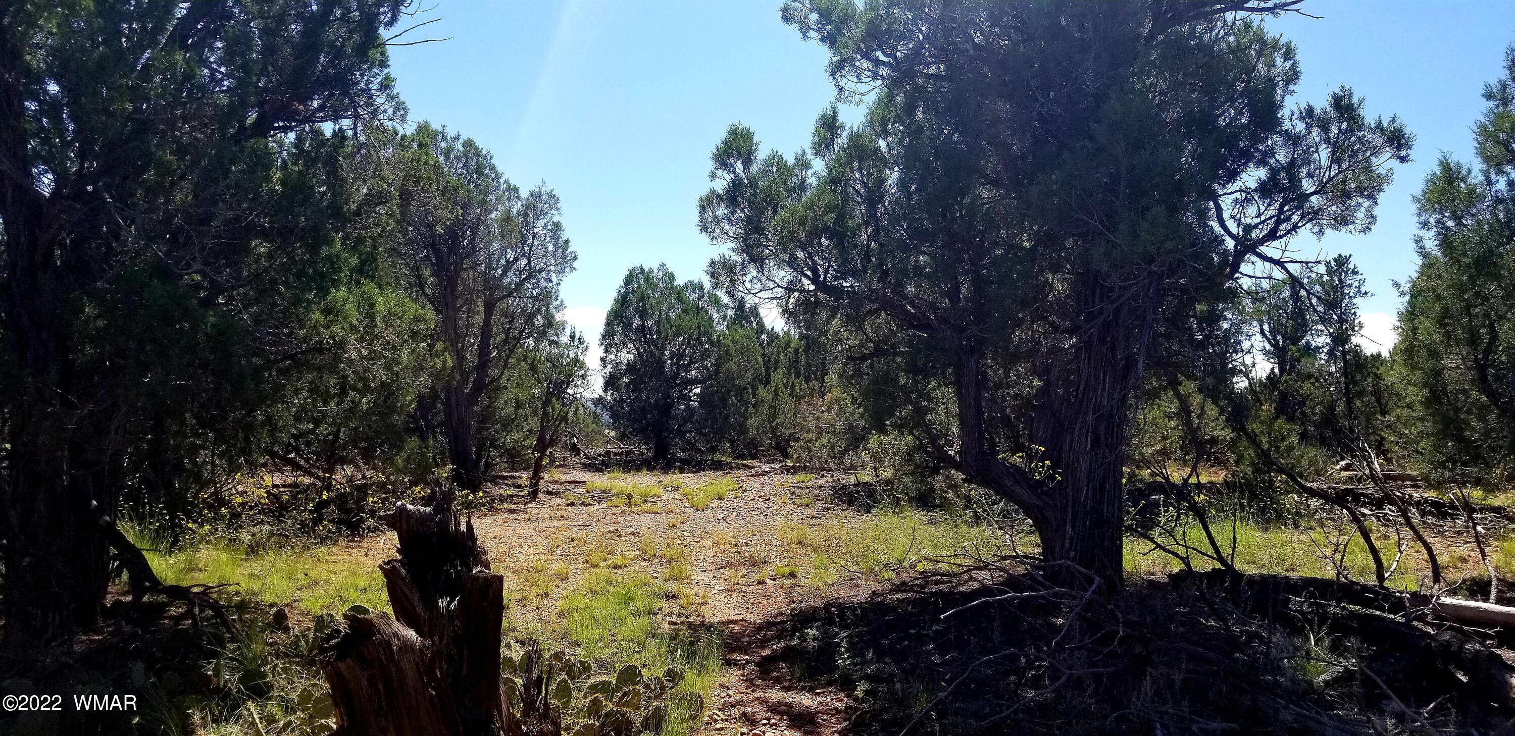 4953 Cemetery Road Clay Springs, AZ 85923 - Photo 19 of 19