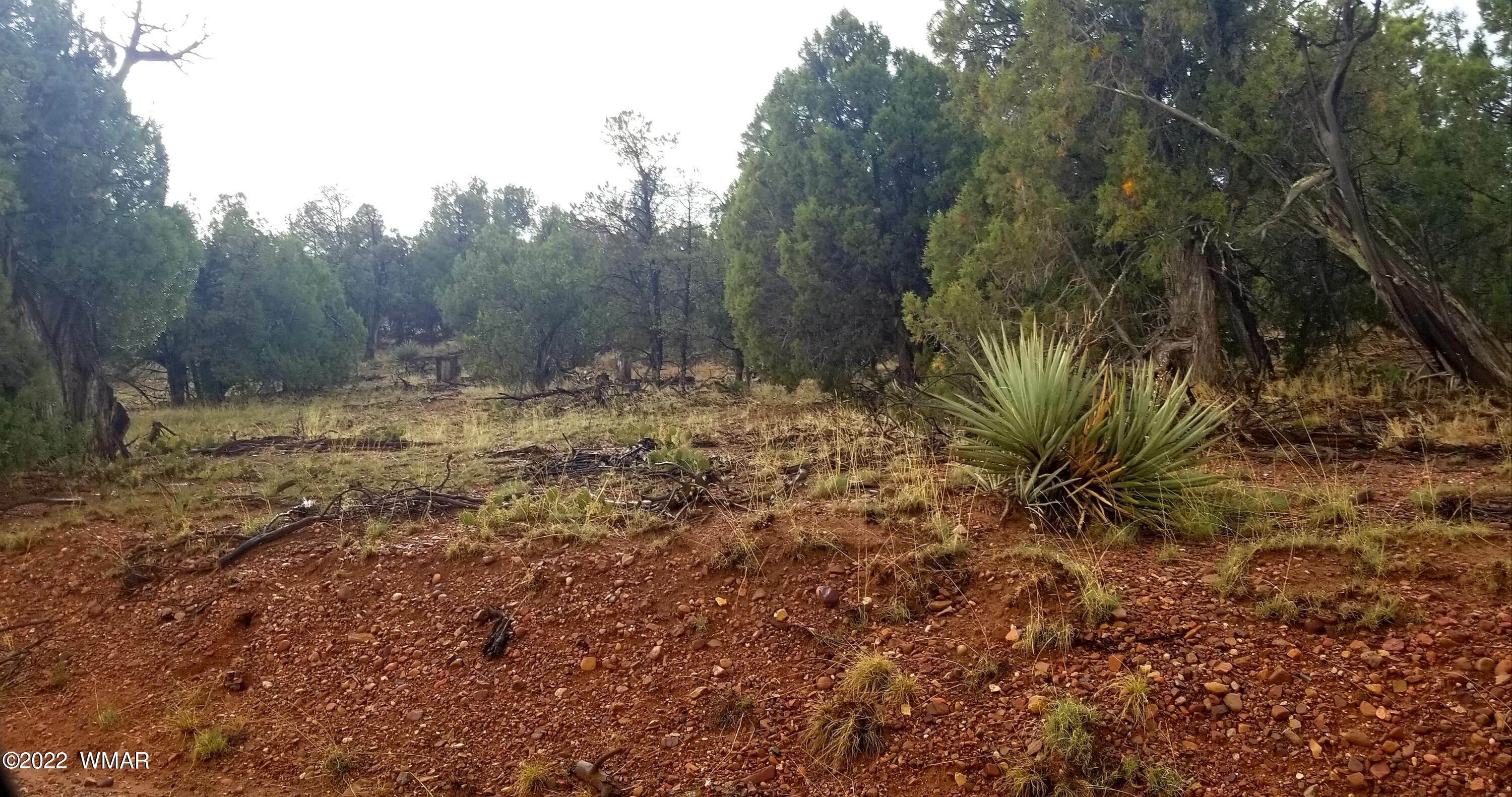 4953 Cemetery Road Clay Springs, AZ 85923 - Photo 7 of 19