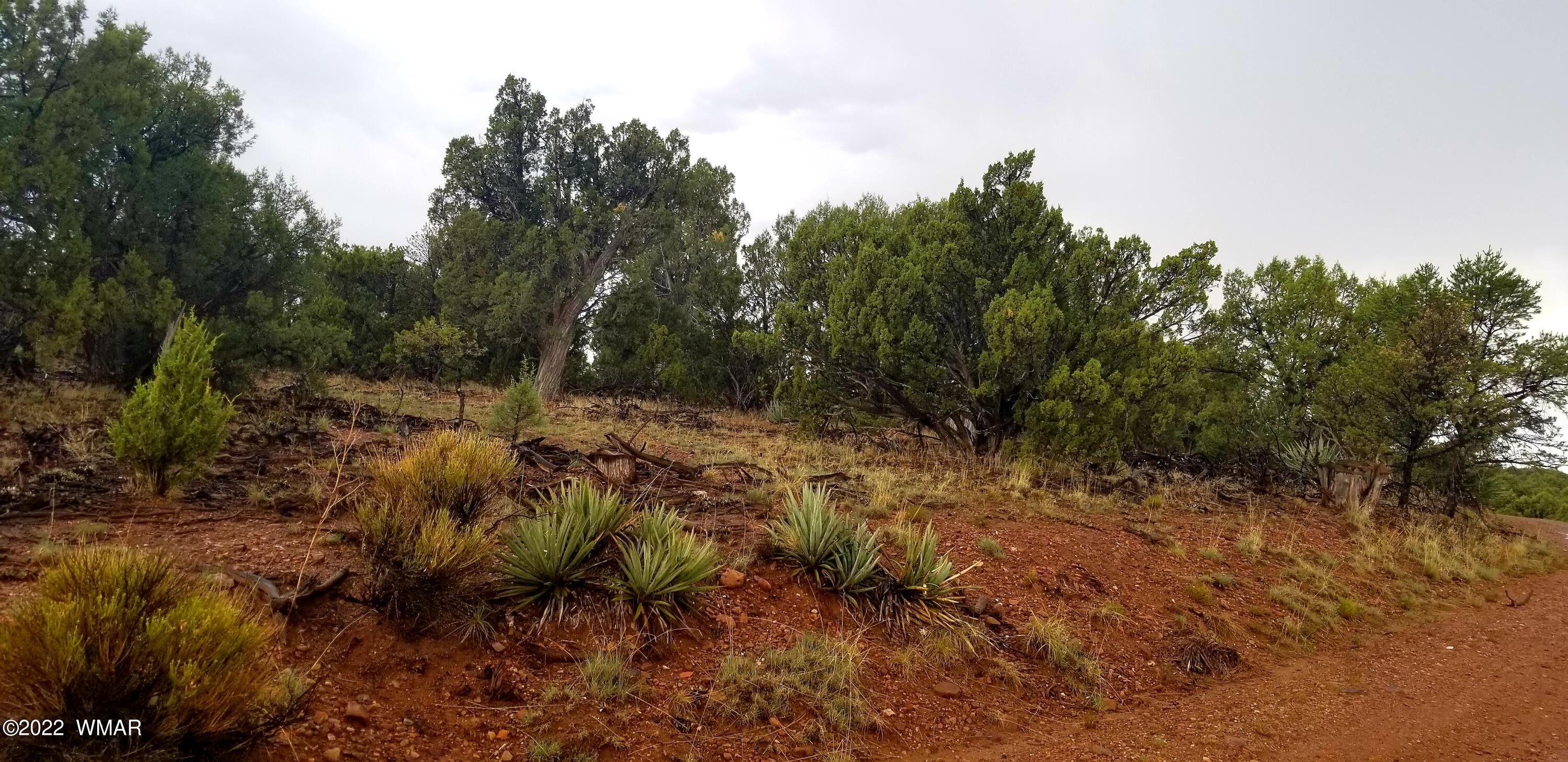 4953 Cemetery Road Clay Springs, AZ 85923 - Photo 8 of 19