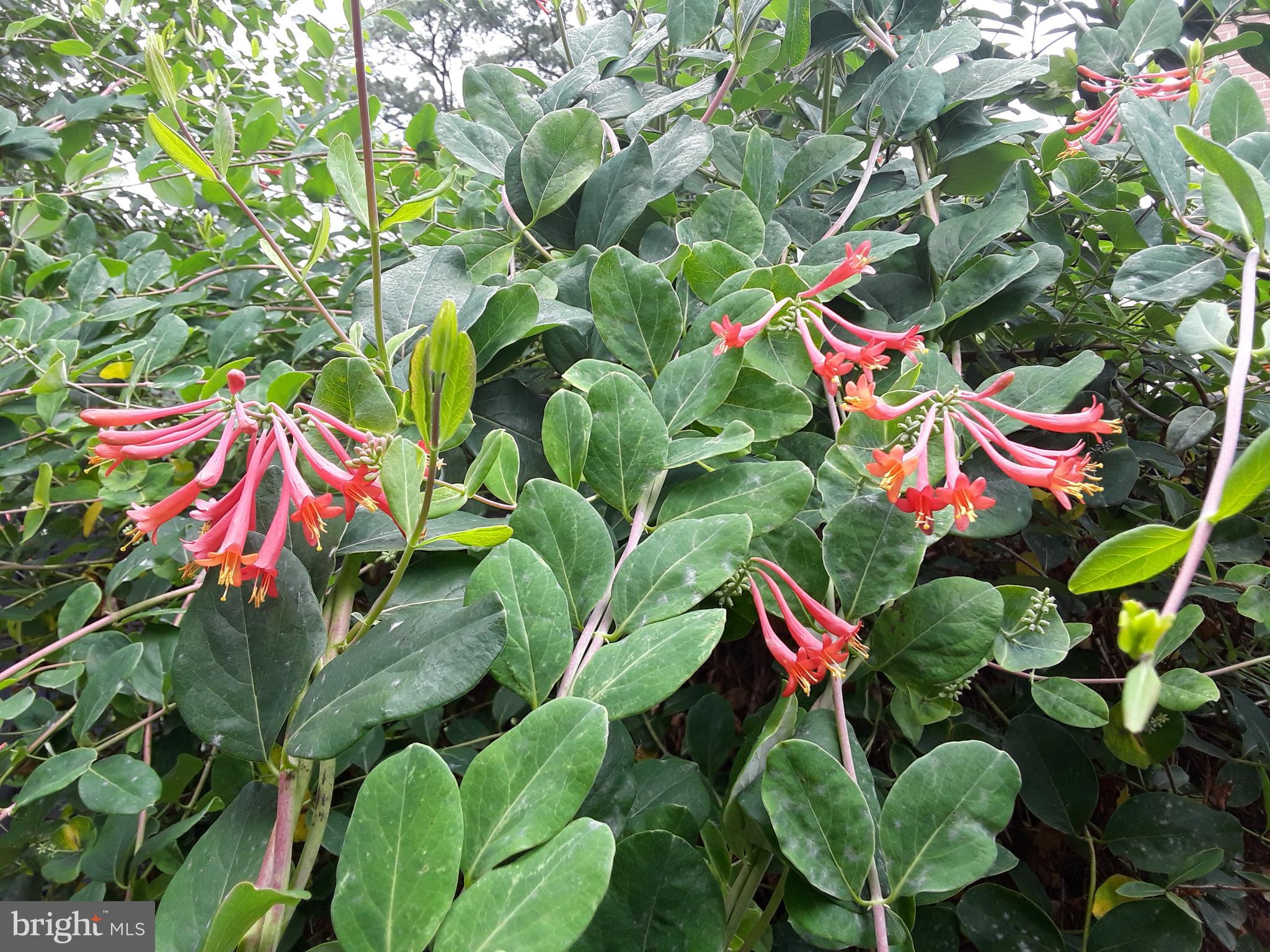 10004 Sidney Road Silver Spring, MD 20901 - Photo 41 of 56 Honeysuckle