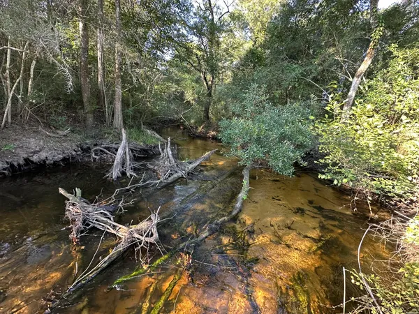 a view of a lake in middle of forest