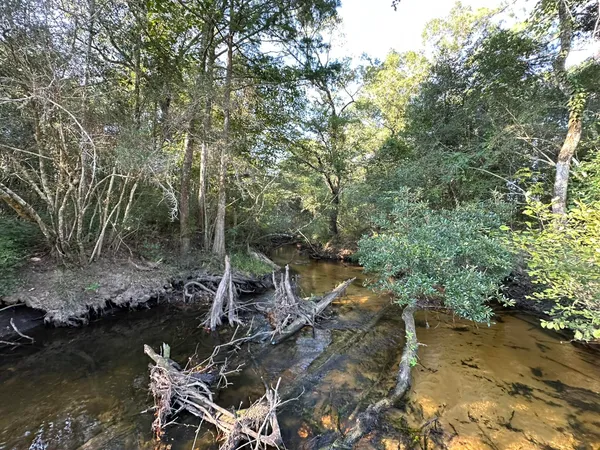 a view of a forest with trees in the background