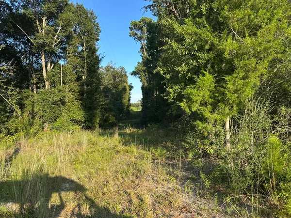a view of a forest with trees in front of it
