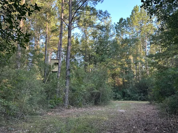 a view of a forest with trees in the background