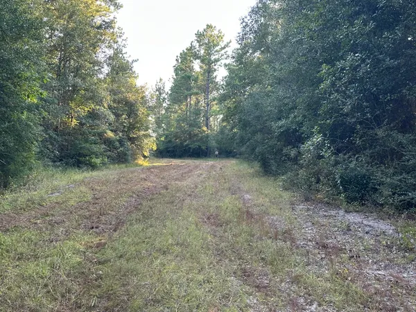 a view of a forest with trees in the background