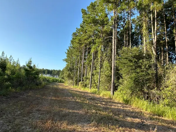 a view of a dirt pathway both side of a road