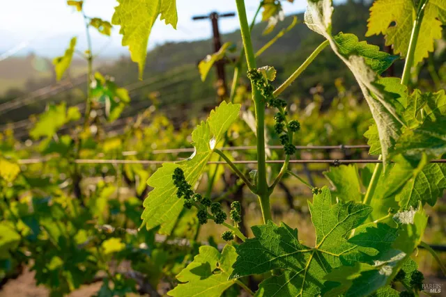 a close up of a plant in a garden