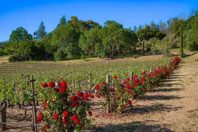 a view of a flowers in front of flowers