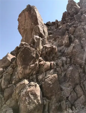 a view of a large tree in a field with a tree in the background