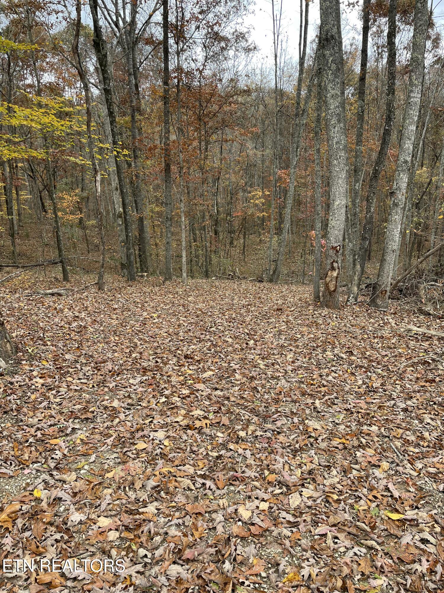 300 Ivy Moore Circle Decatur, TN 37322 - Photo 6 of 12 Ivy Moore 7