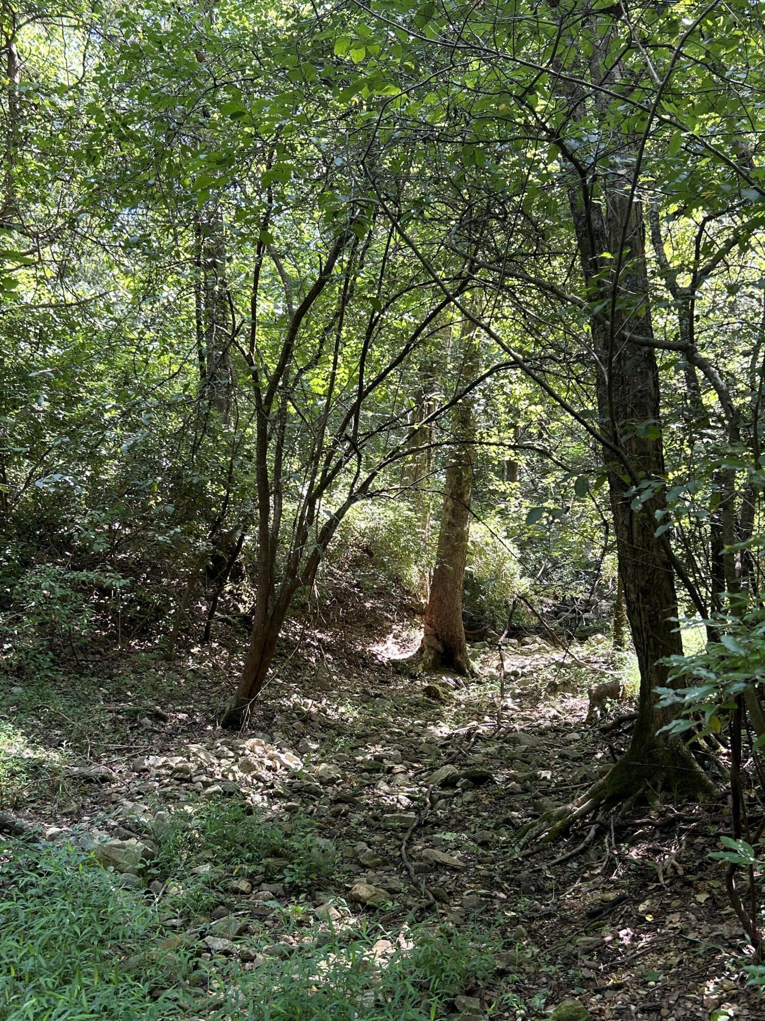 0 Gorge Road Buchanan, VA 24066 - Photo 11 of 13 a view of a tree in a yard