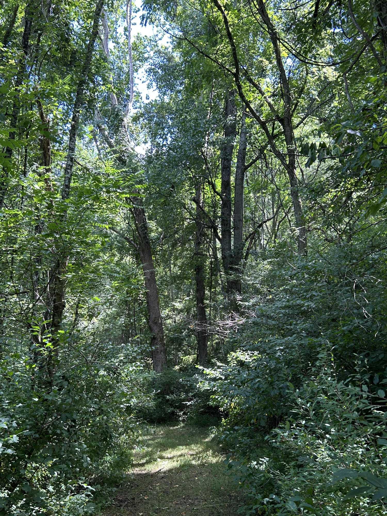 0 Gorge Road Buchanan, VA 24066 - Photo 12 of 13 a view of a lush green forest