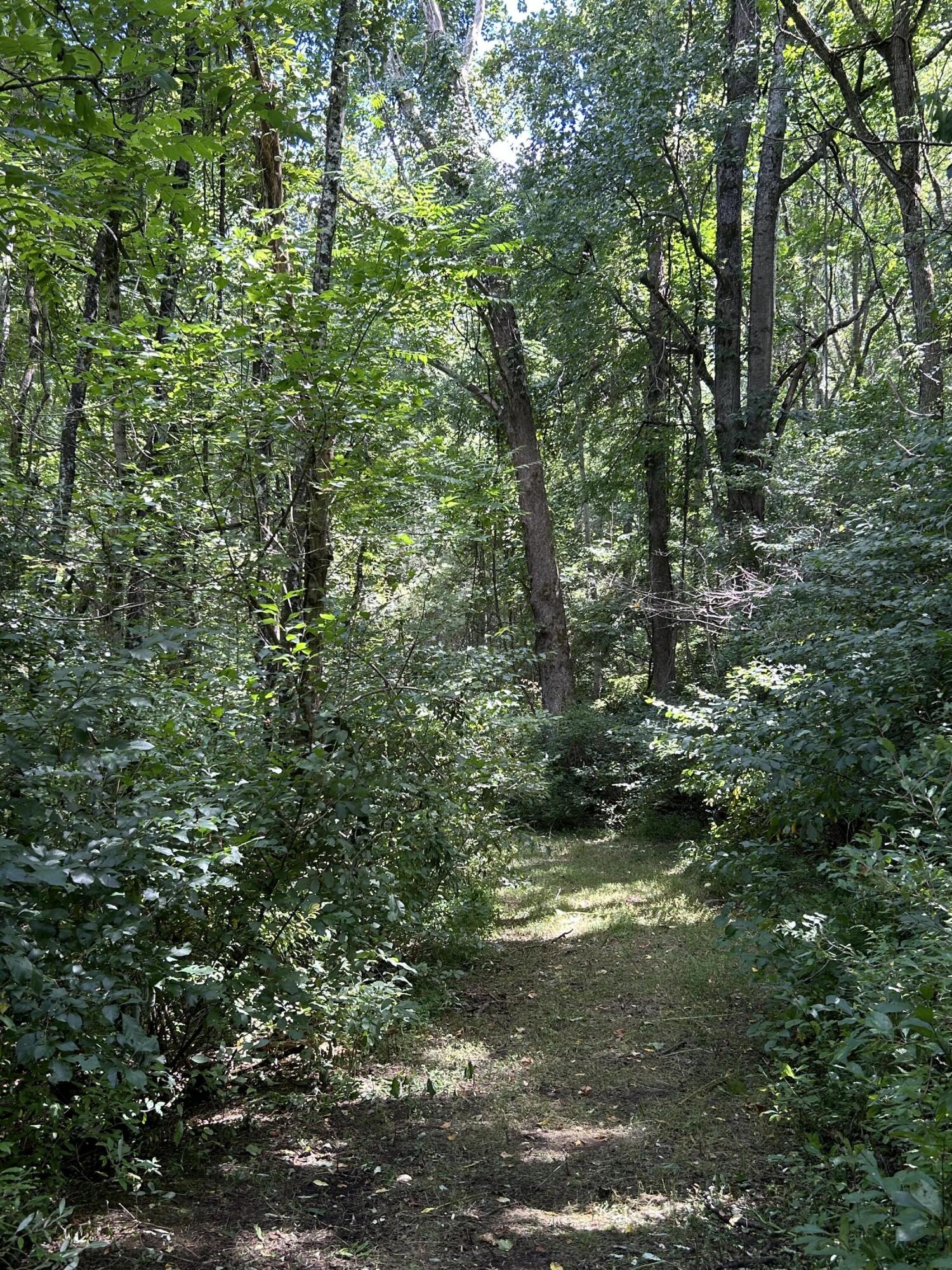 0 Gorge Road Buchanan, VA 24066 - Photo 3 of 13 a view of a lush green forest