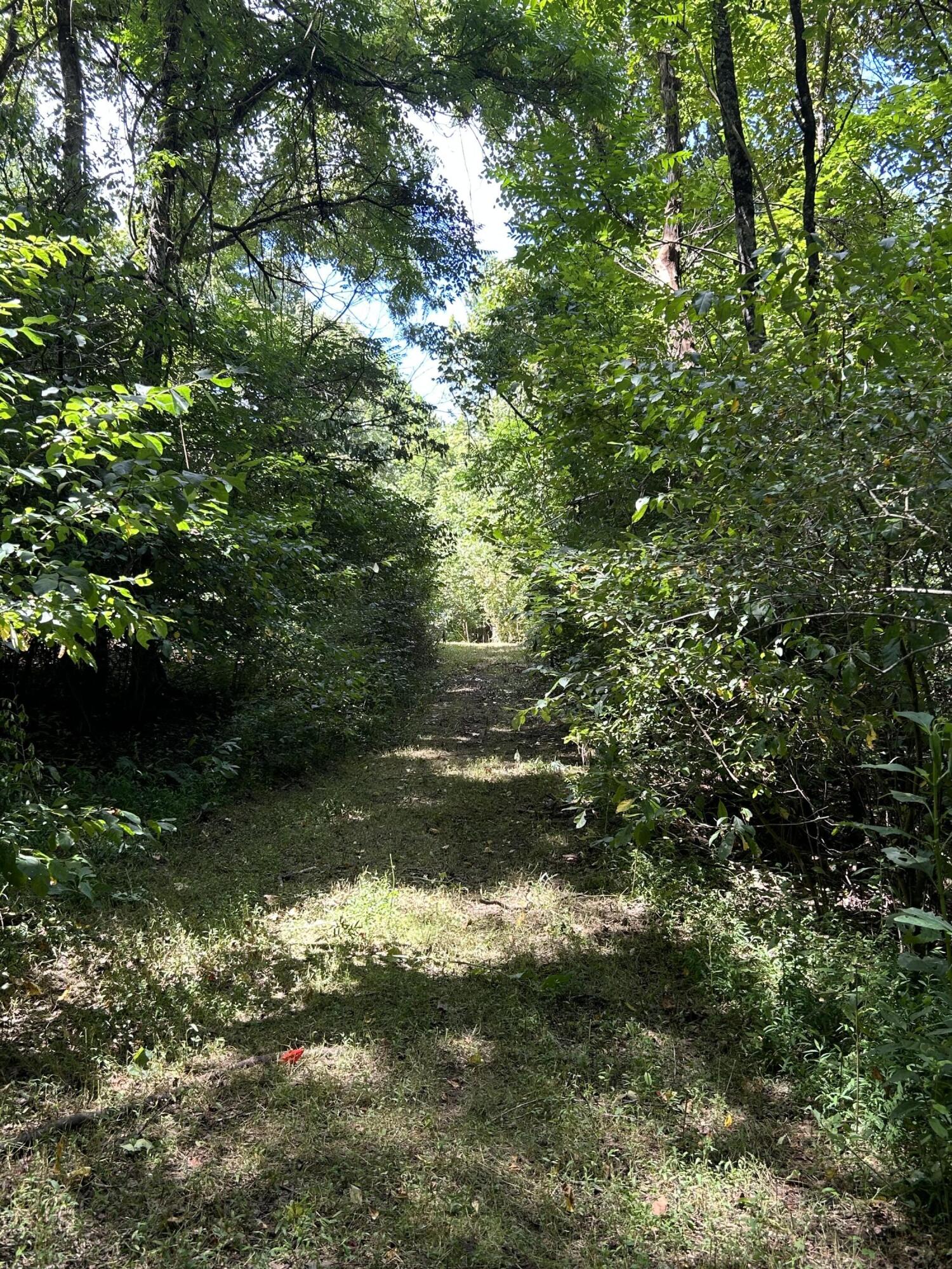 0 Gorge Road Buchanan, VA 24066 - Photo 5 of 13 a view of a yard