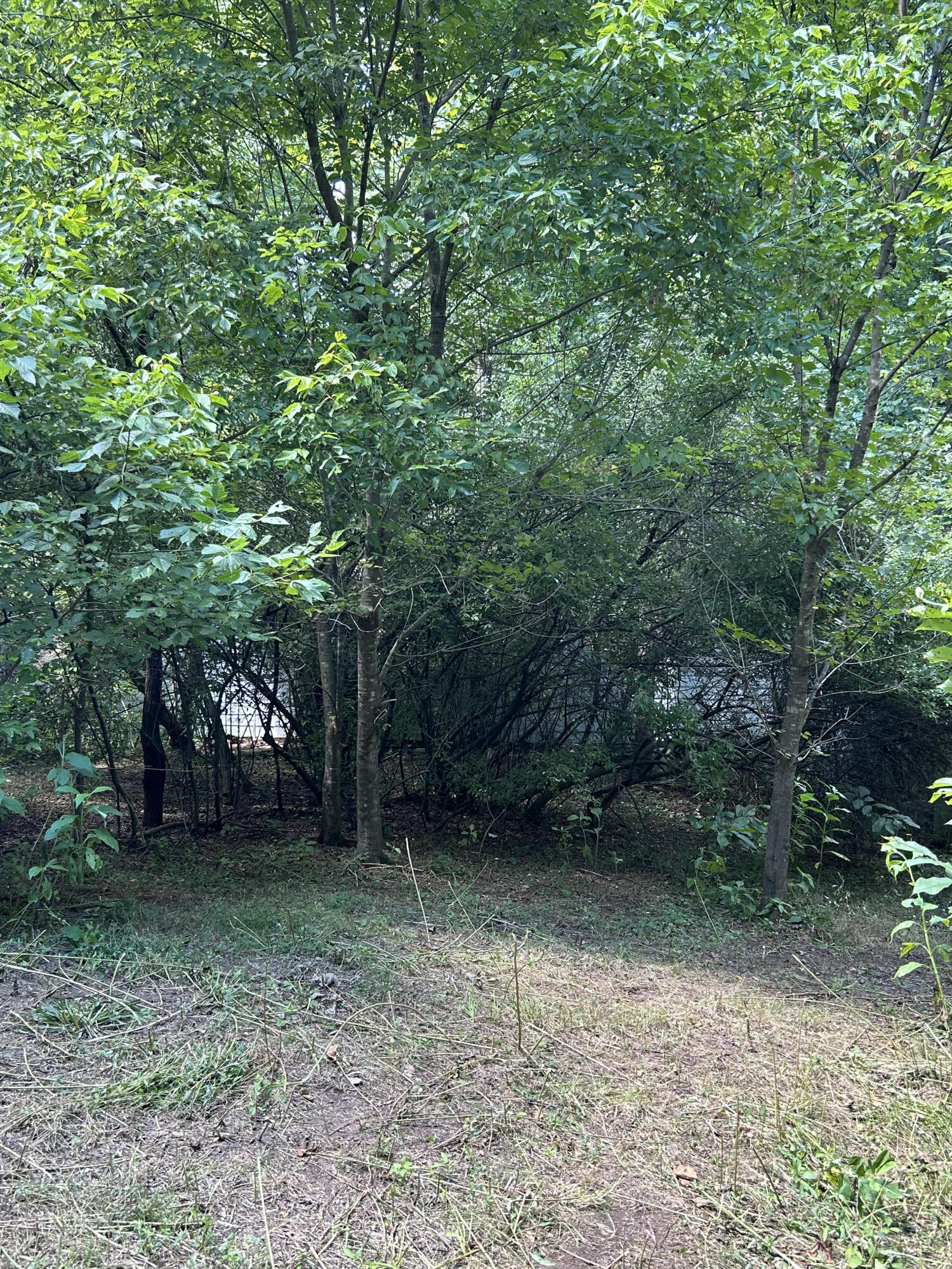0 Gorge Road Buchanan, VA 24066 - Photo 8 of 13 a backyard of a house with lots of plants and large trees