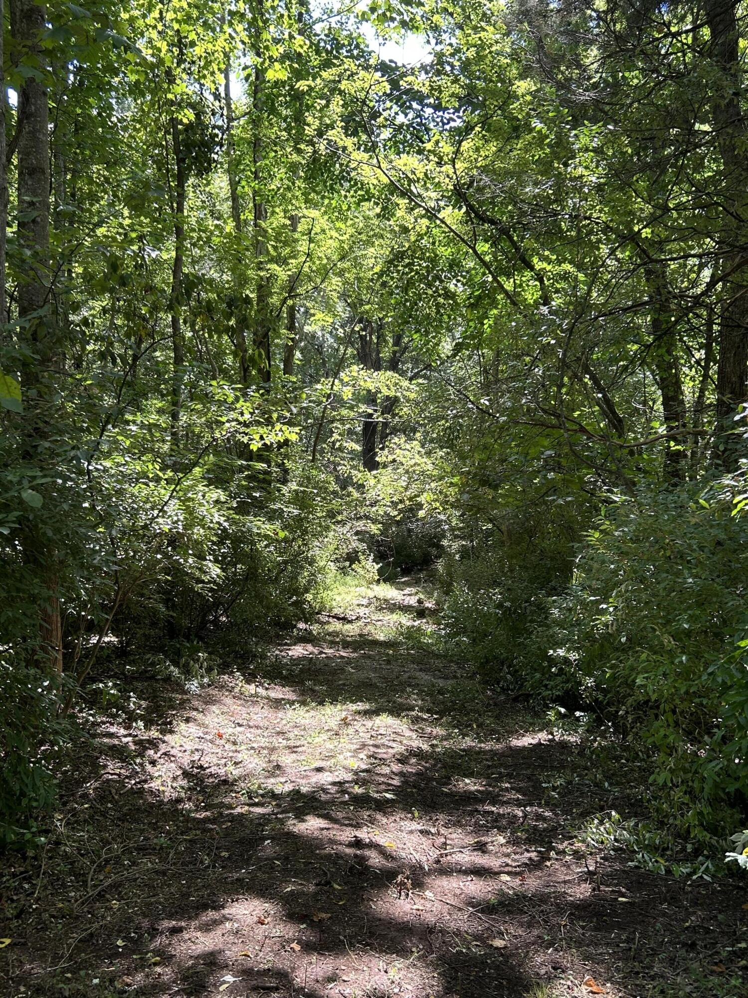0 Gorge Road Buchanan, VA 24066 - Photo 10 of 13 a view of a yard with plants and large trees