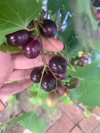 $2,850 | 67 Park Place, St. Augustine, FL 32084