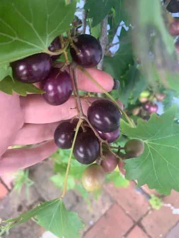 $2,850 | 67 Park Place, St. Augustine, FL 32084