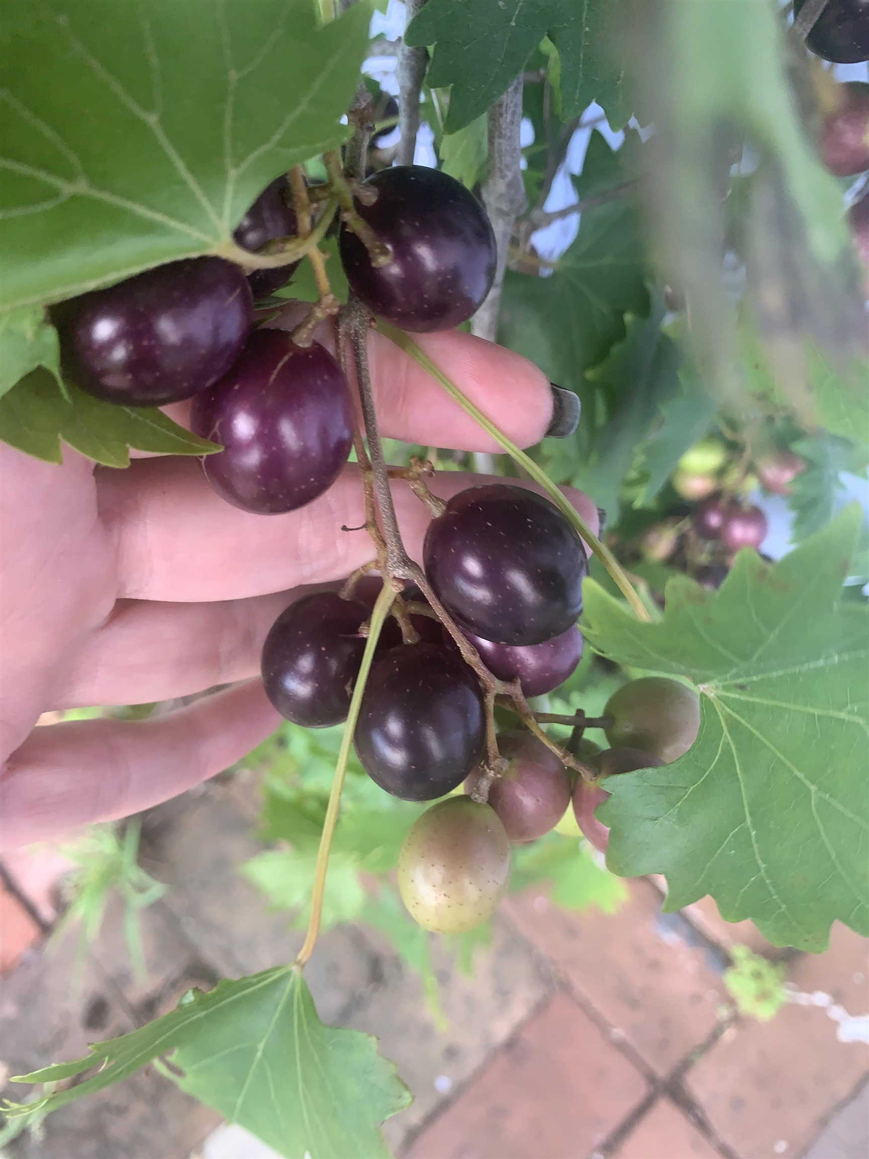 67 Park Place St. Augustine, FL 32084 - Photo 67 of 69