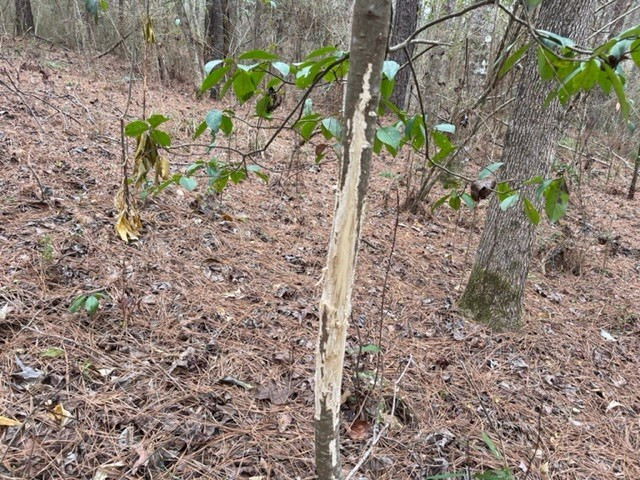 0 Carmel-New Hope Road Jayess, MS 39641 - Photo 17 of 37 Photo 17