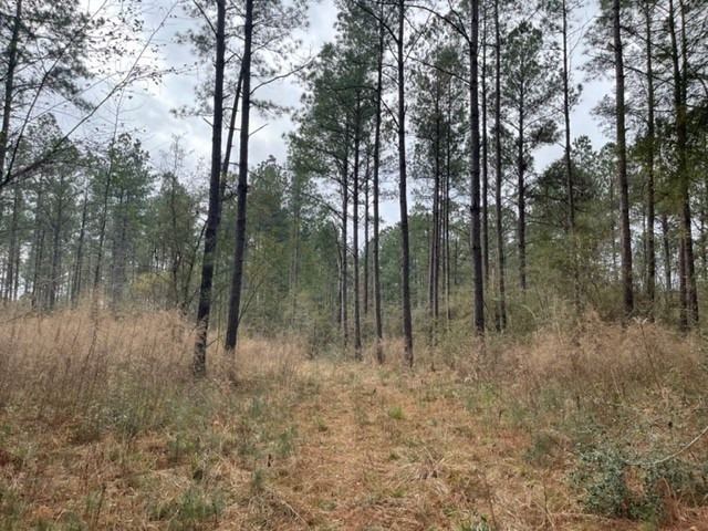 0 Carmel-New Hope Road Jayess, MS 39641 - Photo 2 of 37 Photo 2