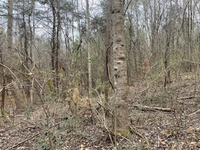 0 Carmel-New Hope Road Jayess, MS 39641 - Photo 24 of 37 Photo 24