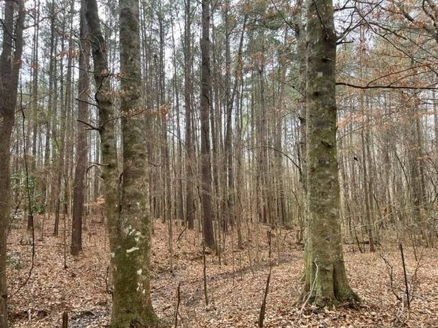 0 Carmel-New Hope Road Jayess, MS 39641 - Photo 27 of 37 Photo 27