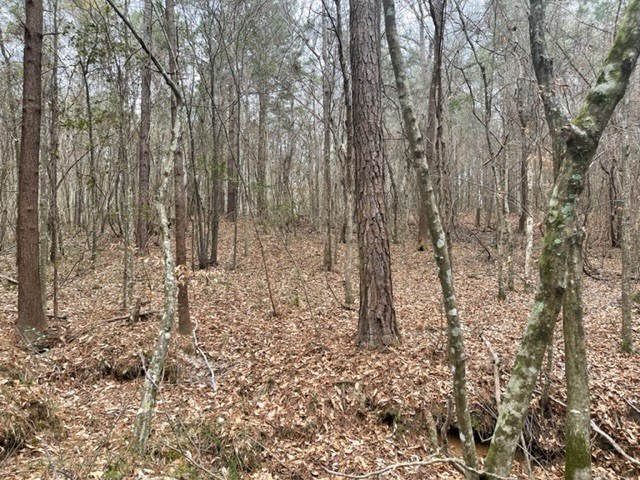 0 Carmel-New Hope Road Jayess, MS 39641 - Photo 29 of 37 Photo 29