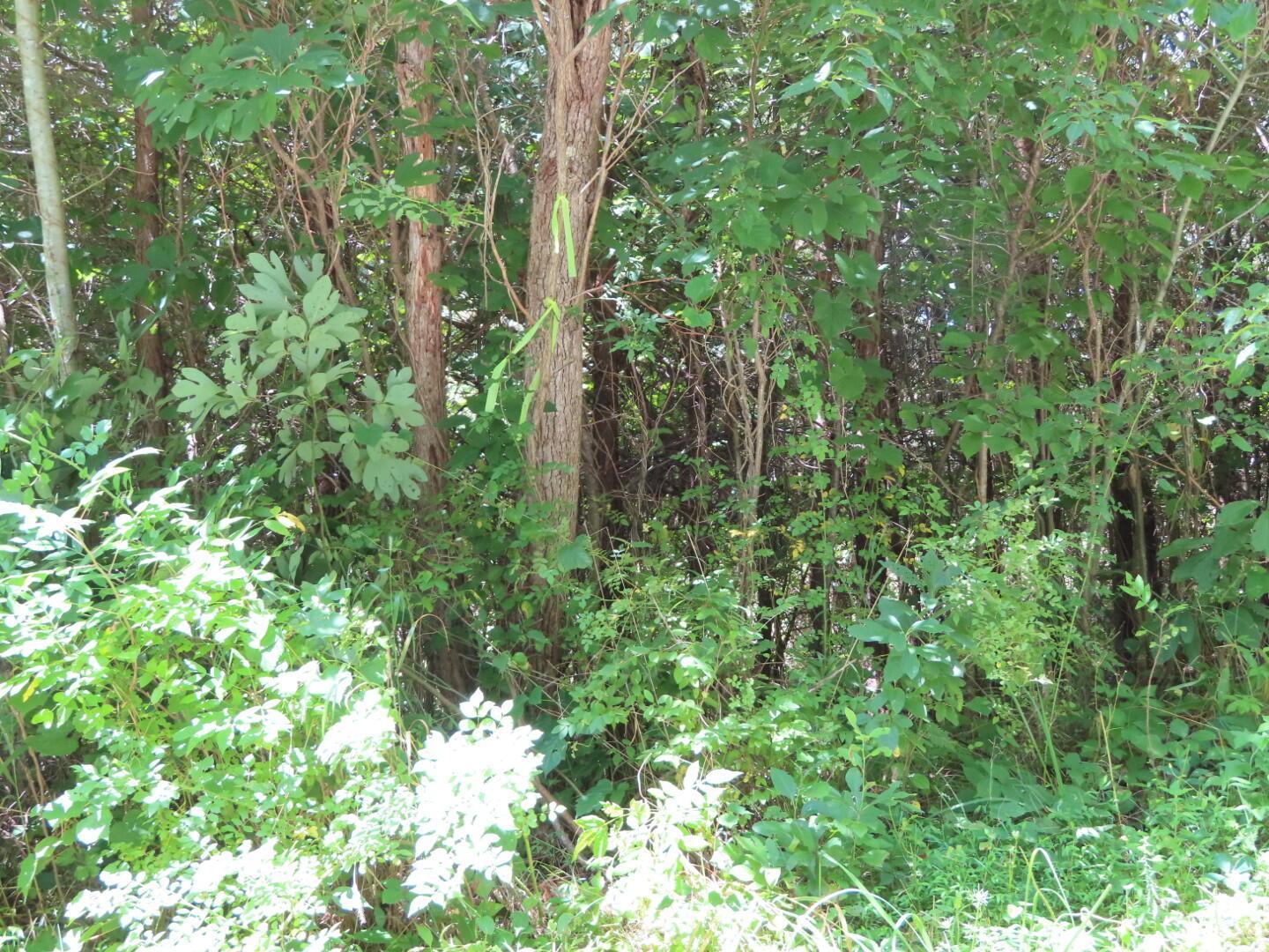 0 Petersburg Road Jackson, OH 45640 - Photo 7 of 16 0 Petersburg Rd