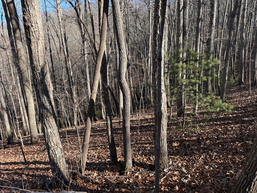 3 Doc Thomas Ridge Road Blairsville, GA 30512 - Photo 6 of 7