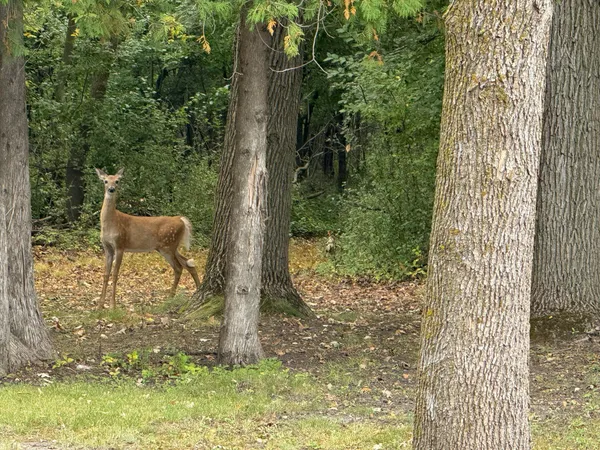 $319,000 | 15636 Us Highway Northeast, Thief River Falls, MN 56701