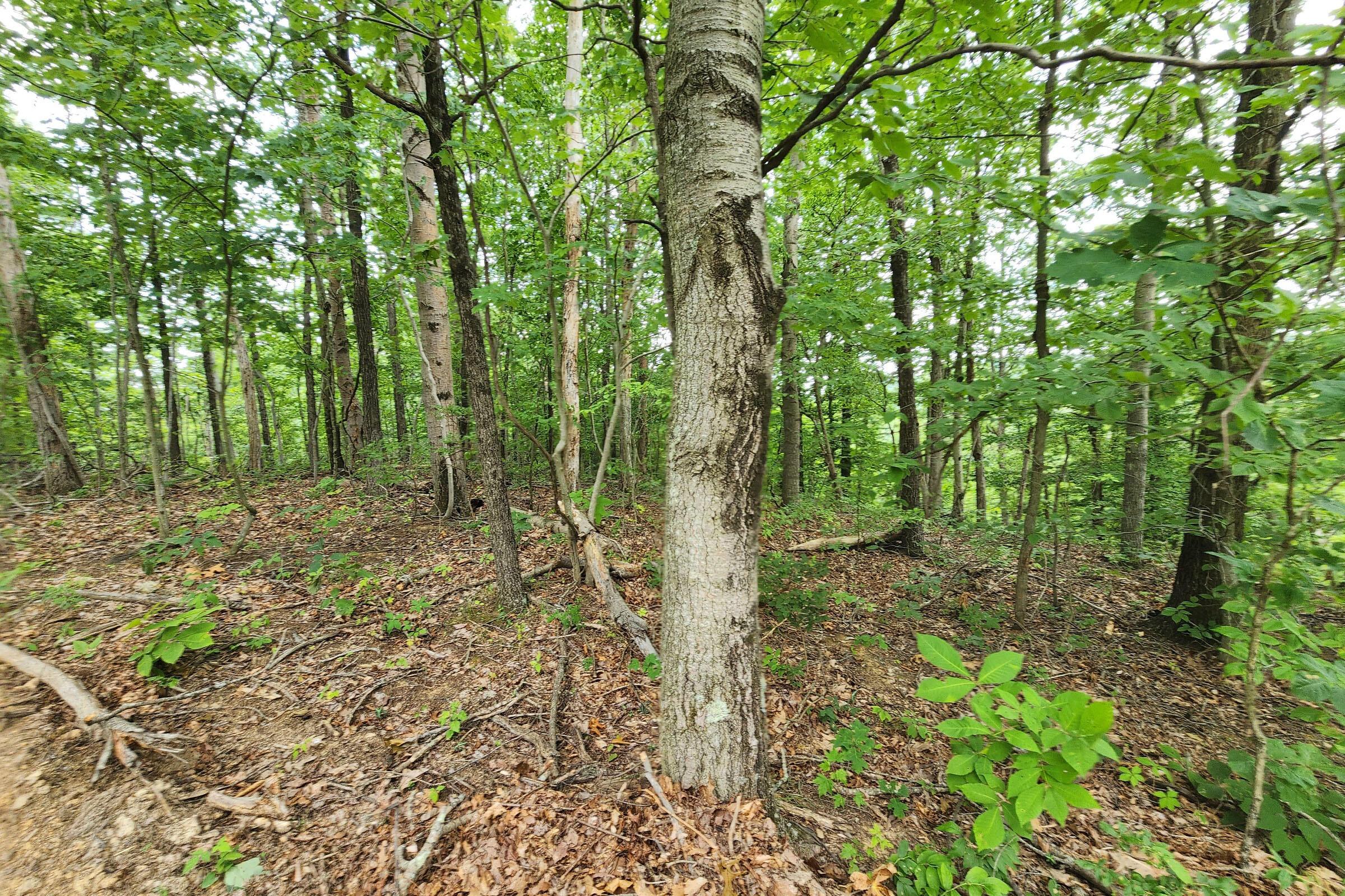 0 Back Run Road, Unit TRACT 3) Philo, OH 43771 - Photo 21 of 50 20230724_151637